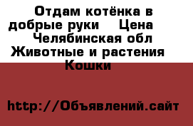 Отдам котёнка в добрые руки! › Цена ­ 1 - Челябинская обл. Животные и растения » Кошки   